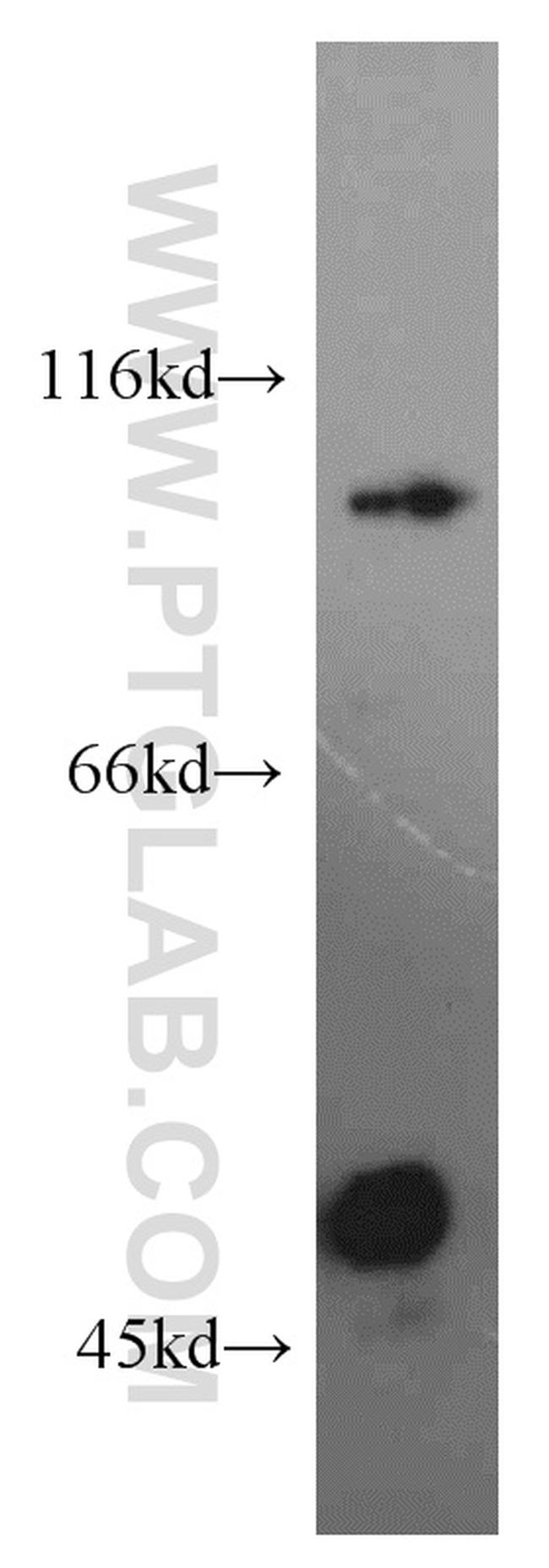 SIX4 Antibody in Western Blot (WB)