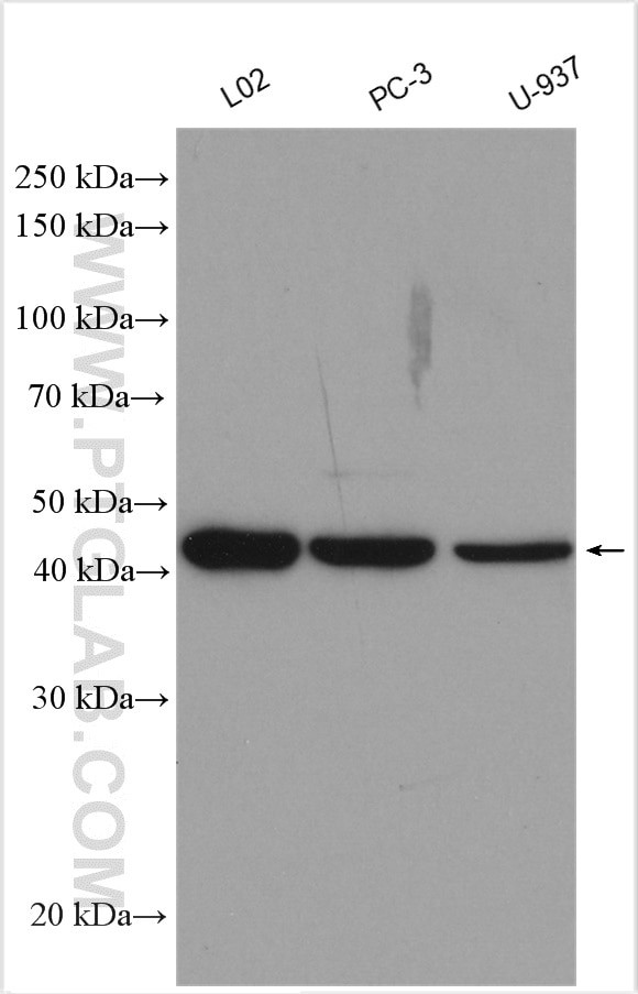 C5aR Antibody in Western Blot (WB)