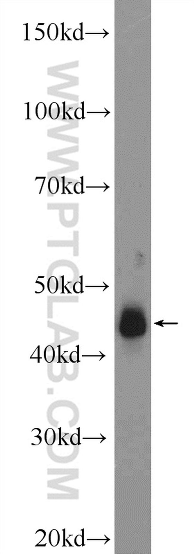 C5aR Antibody in Western Blot (WB)