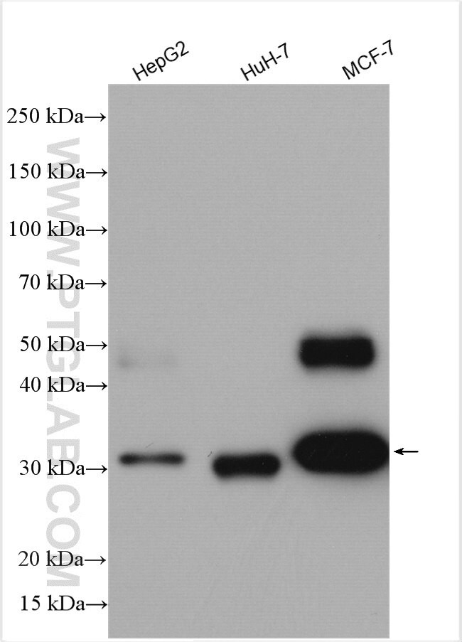 Cathepsin D Antibody in Western Blot (WB)