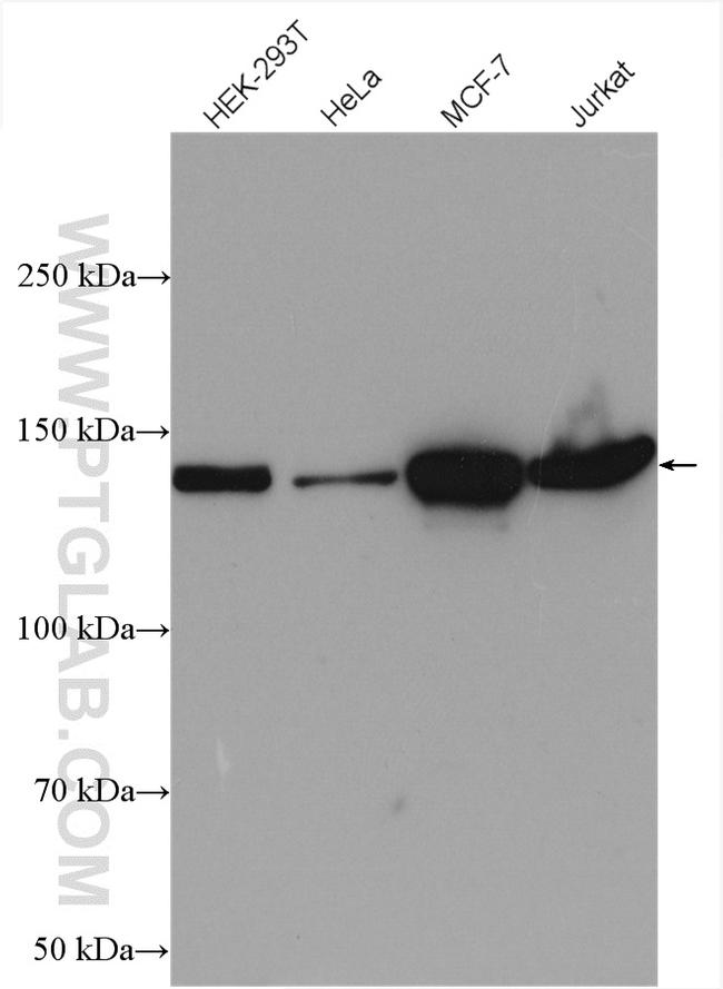 Cingulin Antibody in Western Blot (WB)