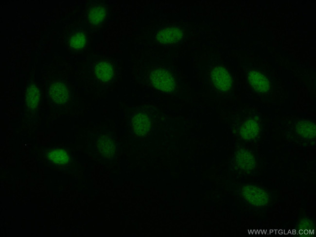 Pan-PAX Antibody in Immunocytochemistry (ICC/IF)