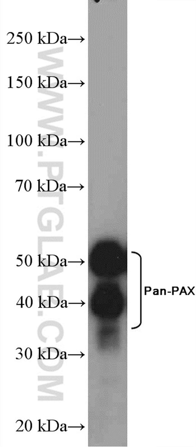 Pan-PAX Antibody in Western Blot (WB)