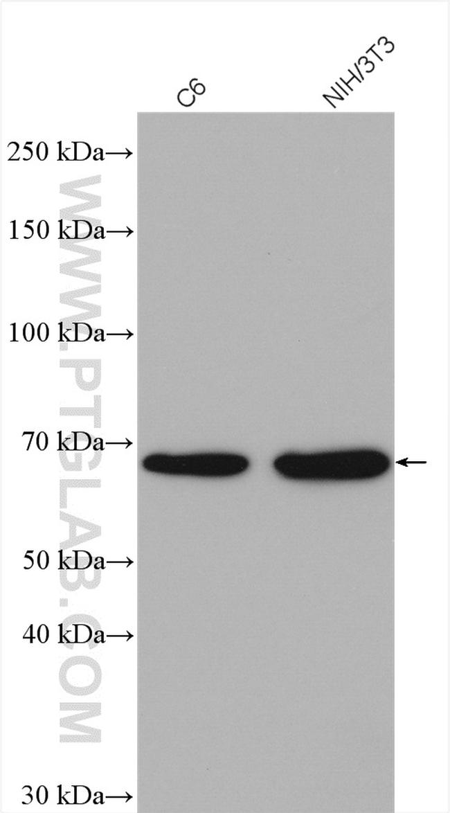 PAK1 Antibody in Western Blot (WB)