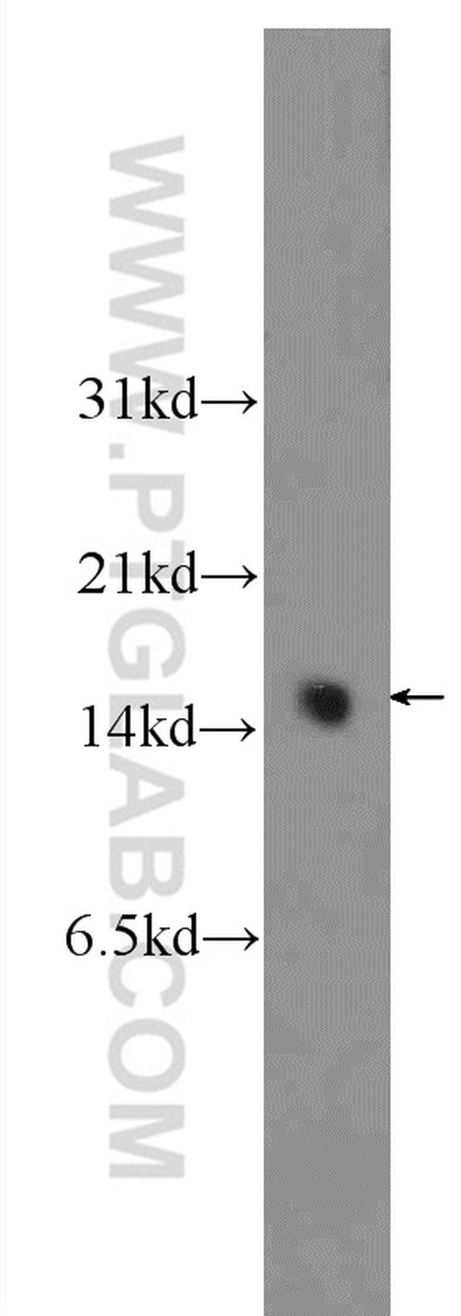 PEA15 Antibody in Western Blot (WB)