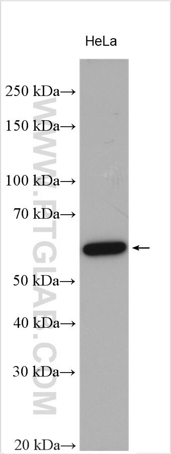 TOR1AIP1 Antibody in Western Blot (WB)