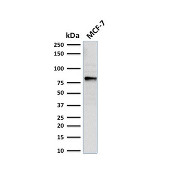 EZH2/KMT6 Antibody in Western Blot (WB)