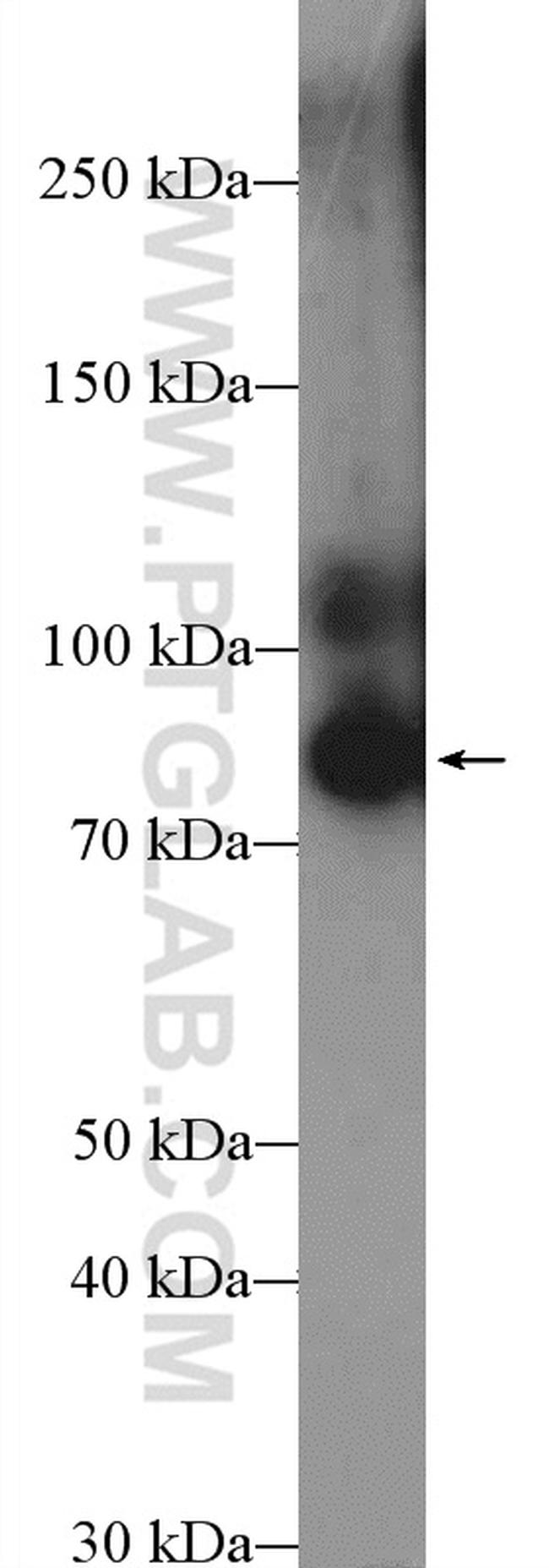 XRCC1 Antibody in Western Blot (WB)