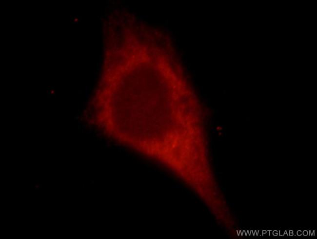 KIAA0513 Antibody in Immunocytochemistry (ICC/IF)