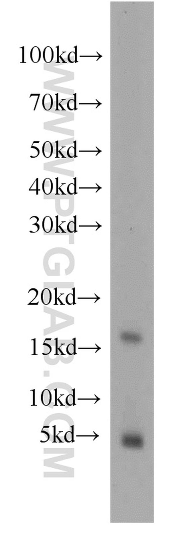 PLP2 Antibody in Western Blot (WB)