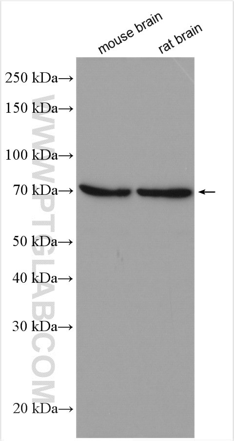 VANGL2 Antibody in Western Blot (WB)