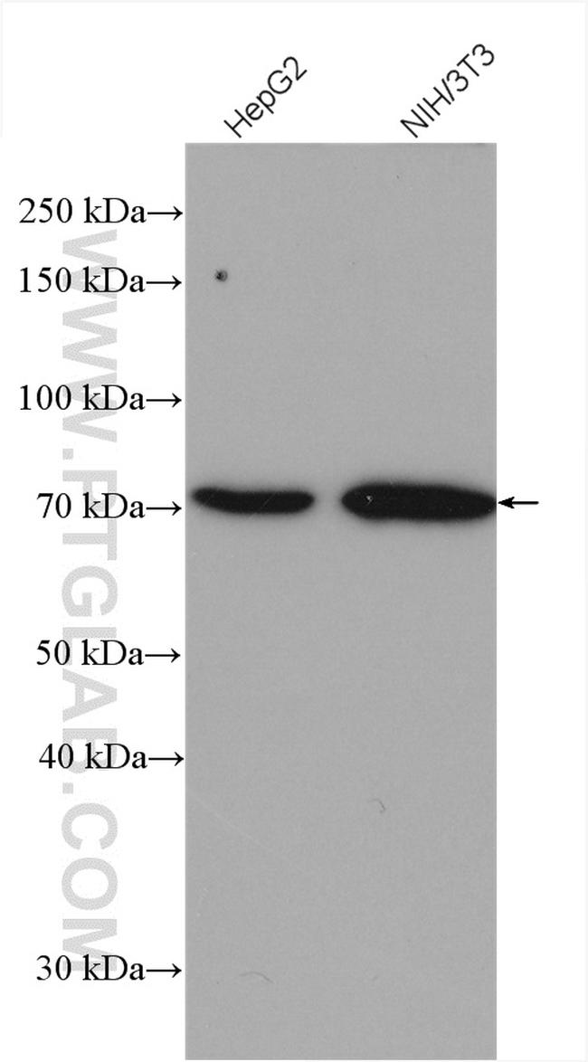 VANGL2 Antibody in Western Blot (WB)