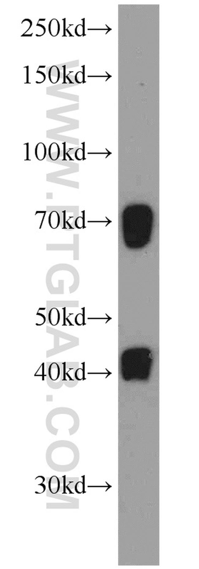 C19orf44 Antibody in Western Blot (WB)