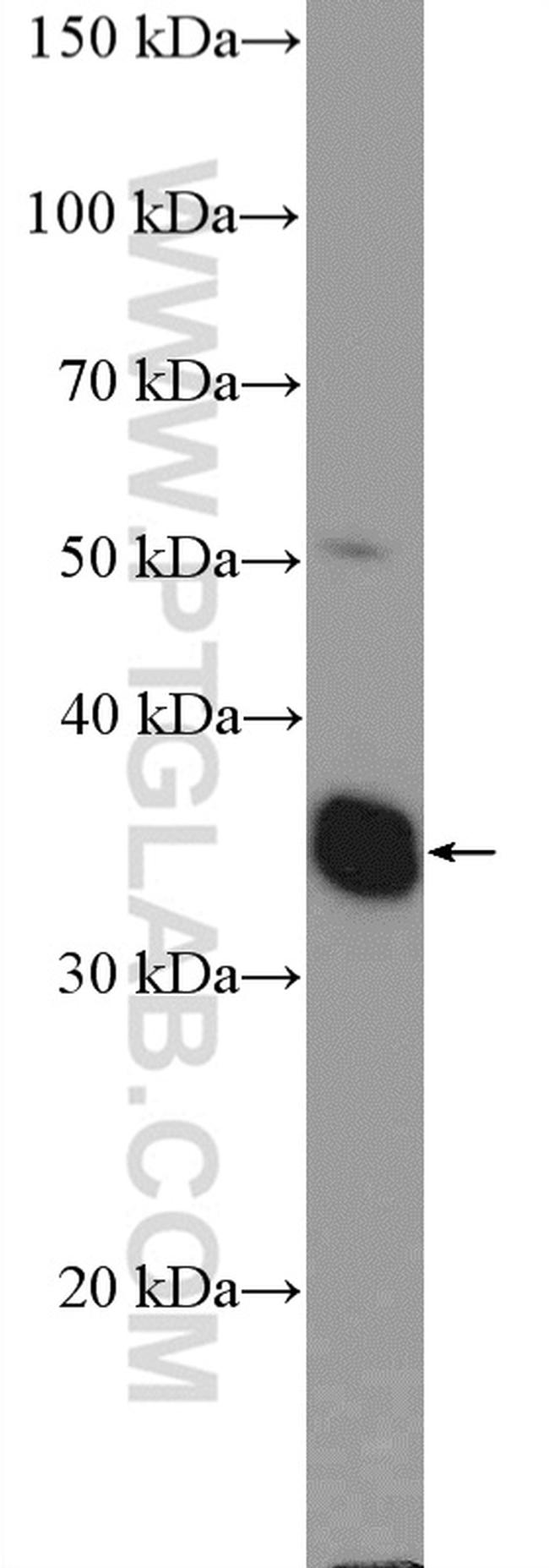 POU4F3 Antibody in Western Blot (WB)