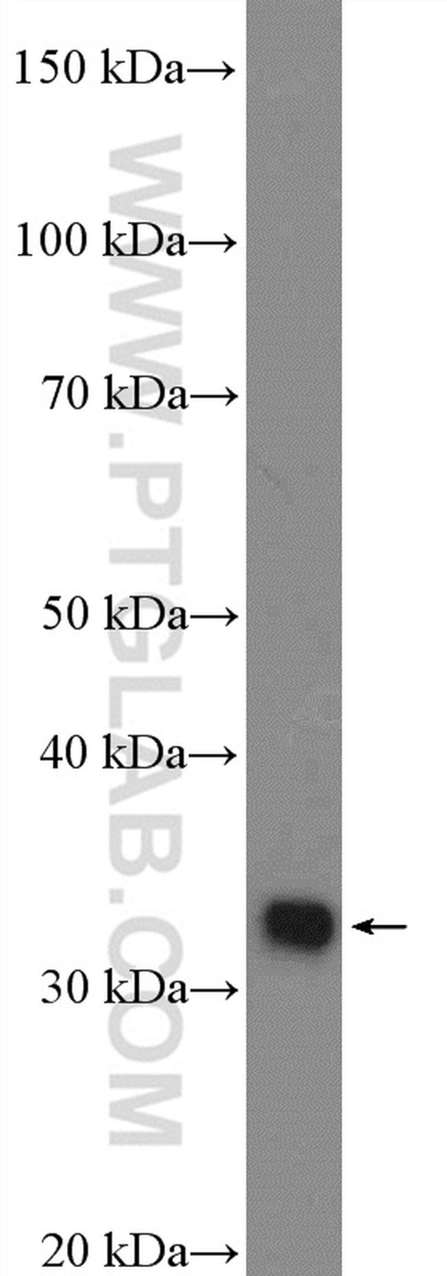 POU4F3 Antibody in Western Blot (WB)