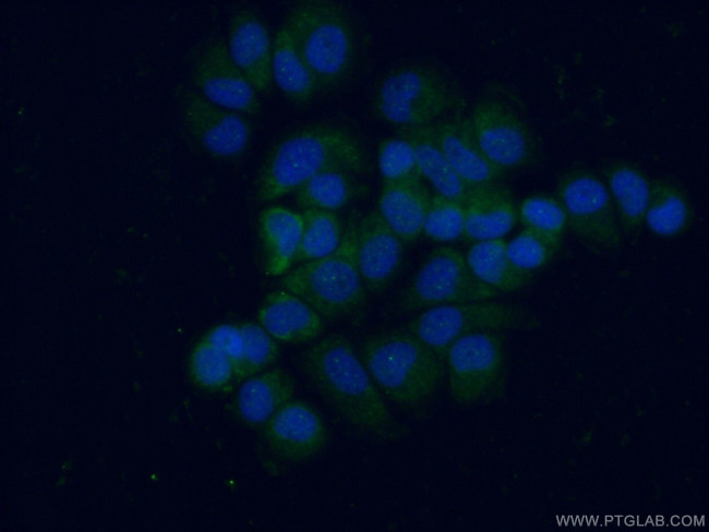 L1TD1 Antibody in Immunocytochemistry (ICC/IF)