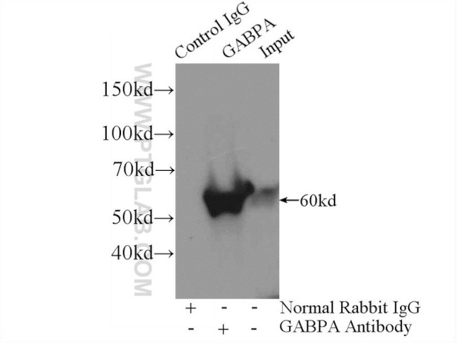 GABPA Antibody in Immunoprecipitation (IP)