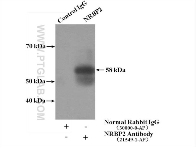 NRBP2 Antibody in Immunoprecipitation (IP)