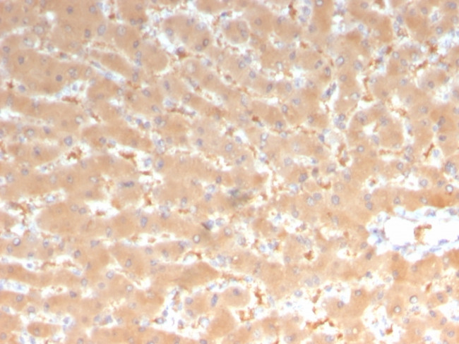 Coagulation Factor VII/F7 Antibody in Immunohistochemistry (Paraffin) (IHC (P))