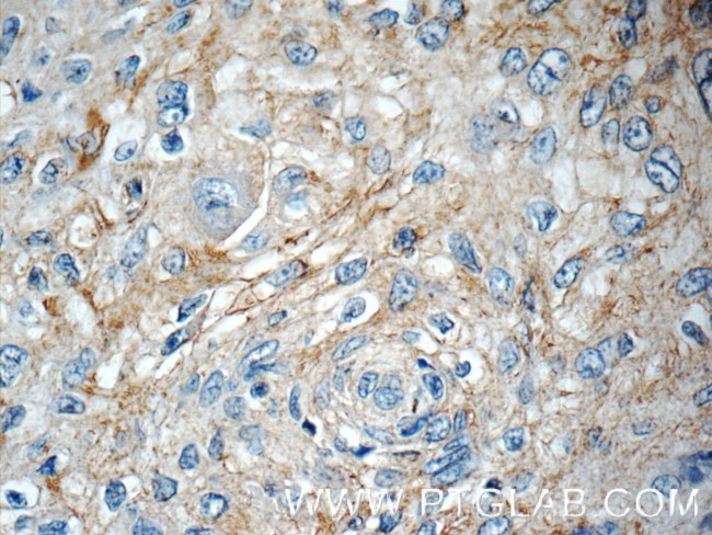 TOAG1 Antibody in Immunohistochemistry (Paraffin) (IHC (P))