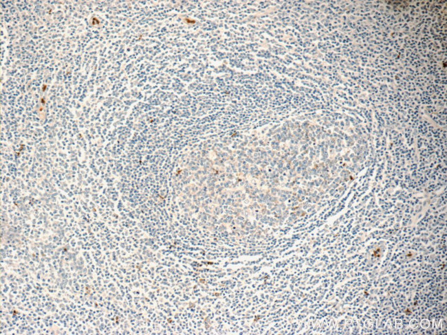 TOAG1 Antibody in Immunohistochemistry (Paraffin) (IHC (P))