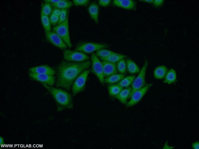 VMO1 Antibody in Immunocytochemistry (ICC/IF)