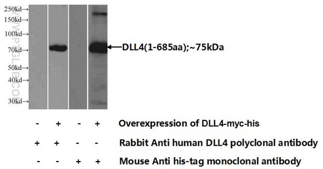 DLL4 Antibody in Western Blot (WB)