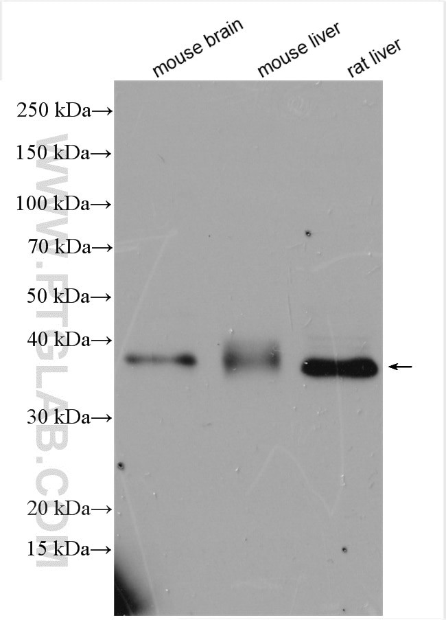 OGFOD2 Antibody in Western Blot (WB)