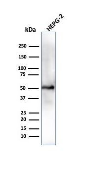 ALDH1A1 (Aldehyde Dehydrogenase 1A1) Antibody in Western Blot (WB)