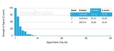 ALDH1A1 (Aldehyde Dehydrogenase 1A1) Antibody in Peptide array (ARRAY)