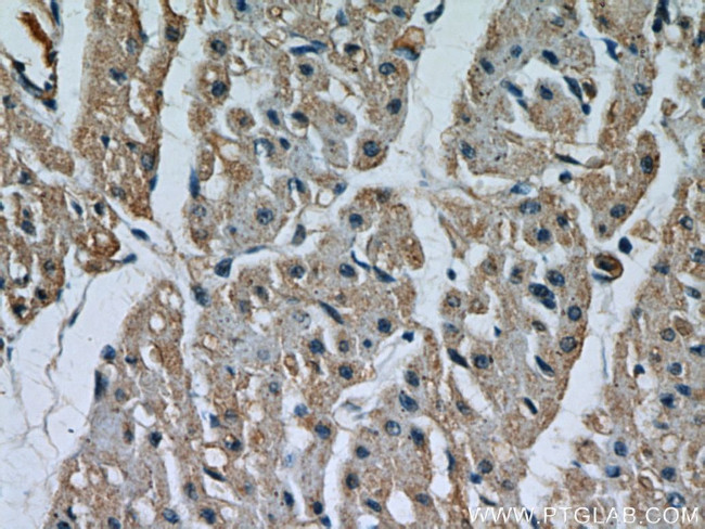 LRRC8C Antibody in Immunohistochemistry (Paraffin) (IHC (P))