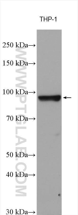 LRRC8C Antibody in Western Blot (WB)