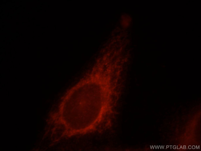 MRPL28 Antibody in Immunocytochemistry (ICC/IF)