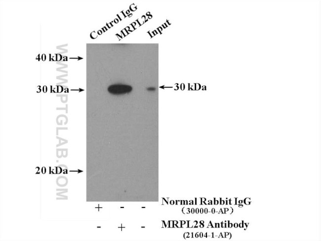 MRPL28 Antibody in Immunoprecipitation (IP)