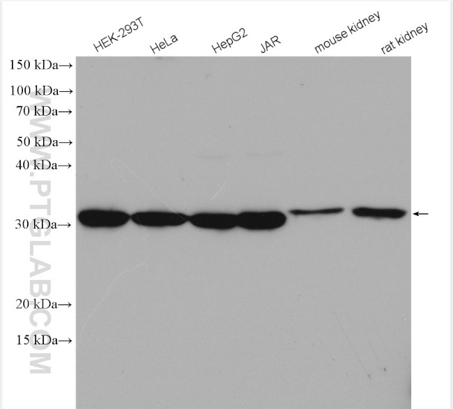 MRPL28 Antibody in Western Blot (WB)