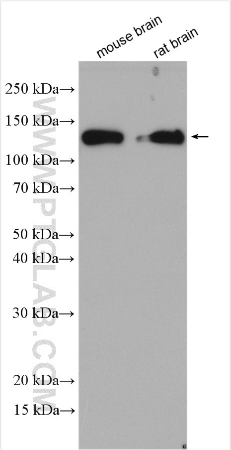 NRCAM Antibody in Western Blot (WB)