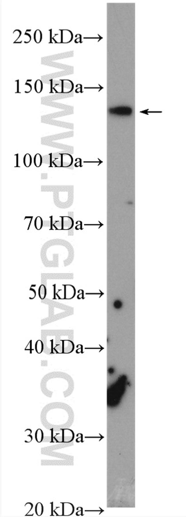 NRCAM Antibody in Western Blot (WB)