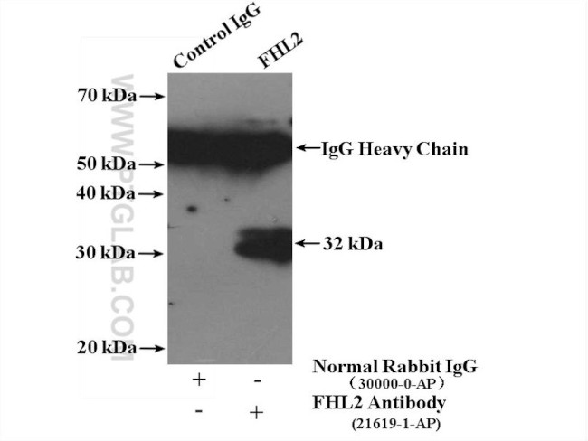 FHL2 Antibody in Immunoprecipitation (IP)