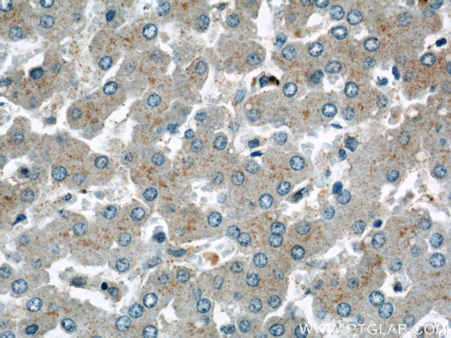 TMED9 Antibody in Immunohistochemistry (Paraffin) (IHC (P))