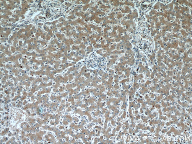 TMED9 Antibody in Immunohistochemistry (Paraffin) (IHC (P))