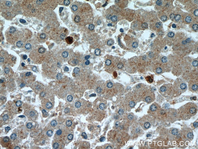 TMED9 Antibody in Immunohistochemistry (Paraffin) (IHC (P))