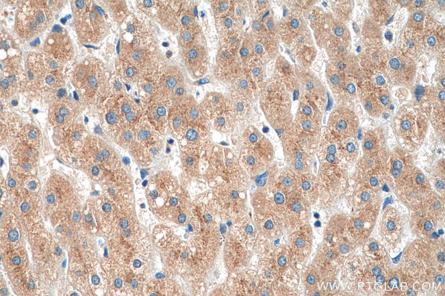 TMED9 Antibody in Immunohistochemistry (Paraffin) (IHC (P))