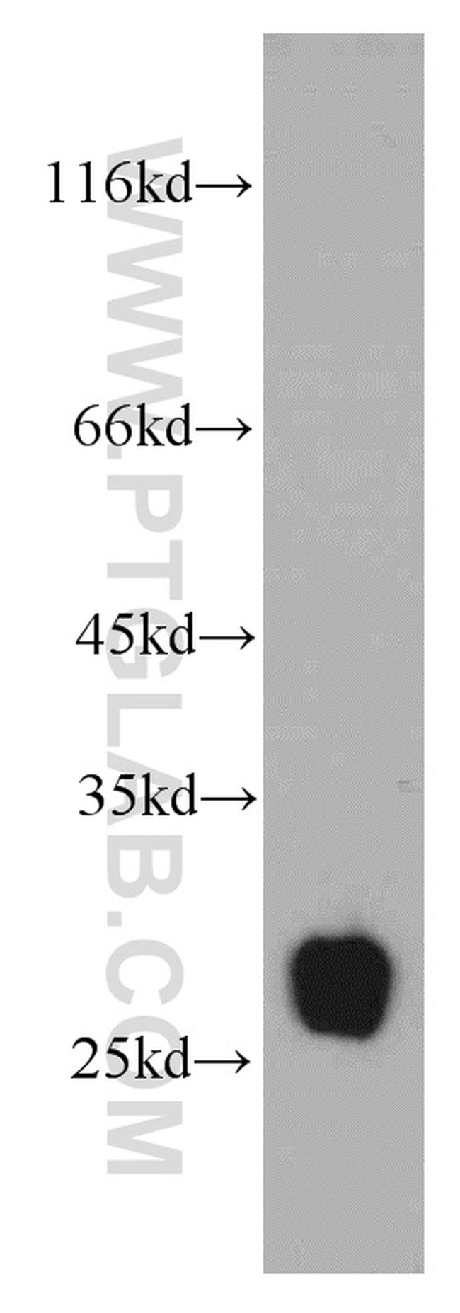 TMED9 Antibody in Western Blot (WB)