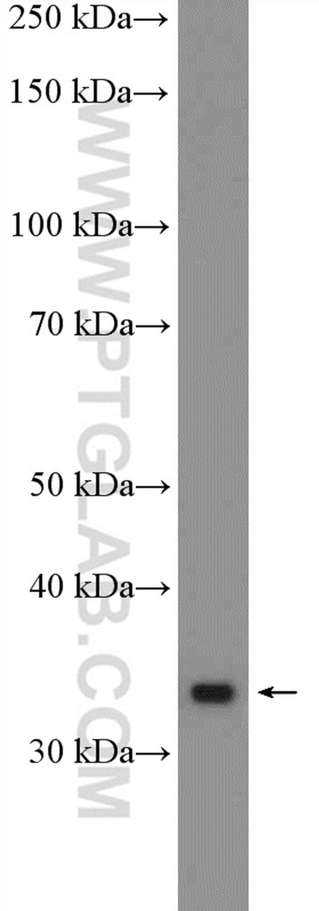 GBX2 Antibody in Western Blot (WB)