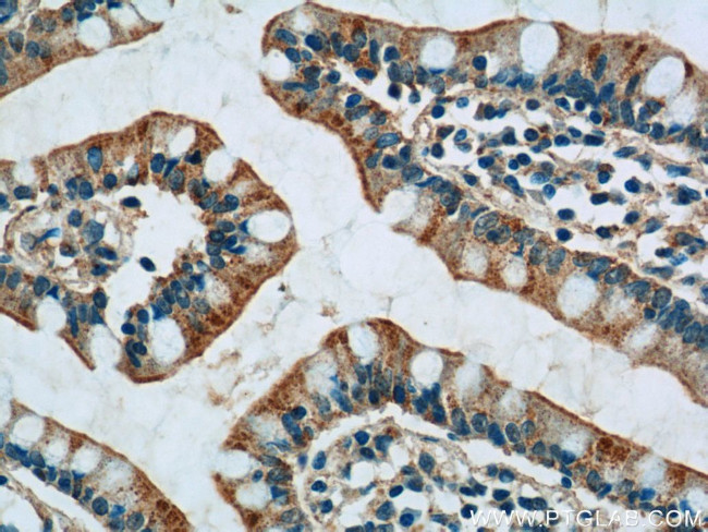 PPYR1 Antibody in Immunohistochemistry (Paraffin) (IHC (P))