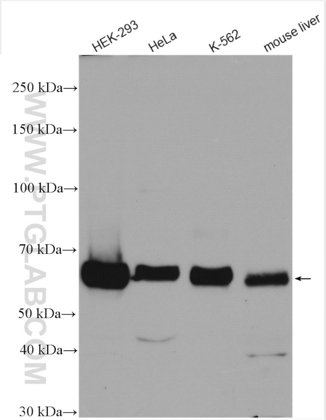 SESN1 Antibody in Western Blot (WB)