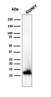 Fatty Acid Binding Protein (Liver)/FABP1 Antibody in Western Blot (WB)