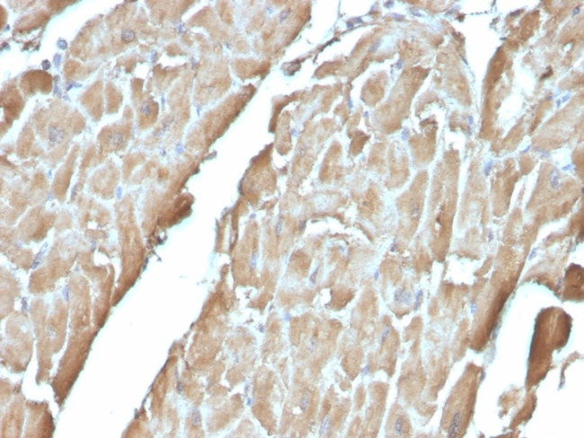 Heart Fatty Acid Binding Protein (H-FABP)/FABP3 Antibody in Immunohistochemistry (Paraffin) (IHC (P))