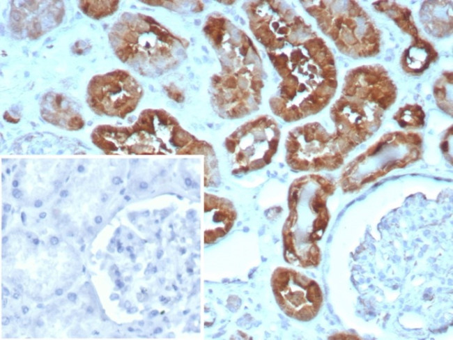 Heart Fatty Acid Binding Protein (H-FABP)/FABP3 Antibody in Immunohistochemistry (Paraffin) (IHC (P))