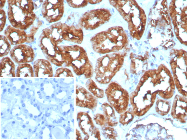 Heart Fatty Acid Binding Protein (H-FABP)/FABP3 Antibody in Immunohistochemistry (Paraffin) (IHC (P))